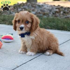 Axel, Cavapoo Puppy